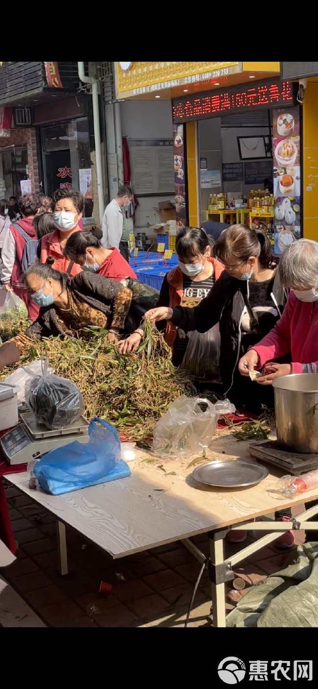 石橄榄。云南双叶大果，果上开叶，不苦叶长，煲汤补好品