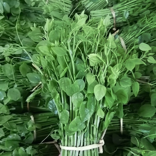 崇左姑娘菜  赤苍藤苗 野菜苗 藤菜 龙须菜