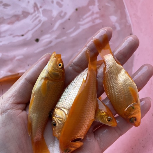 南宁广西红鲤鱼淡水鱼苗养殖规格齐全，技术指导，成活率高，全国发货