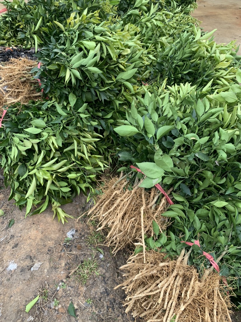 柑桔苗 爱媛42号 皮薄汁多味甜