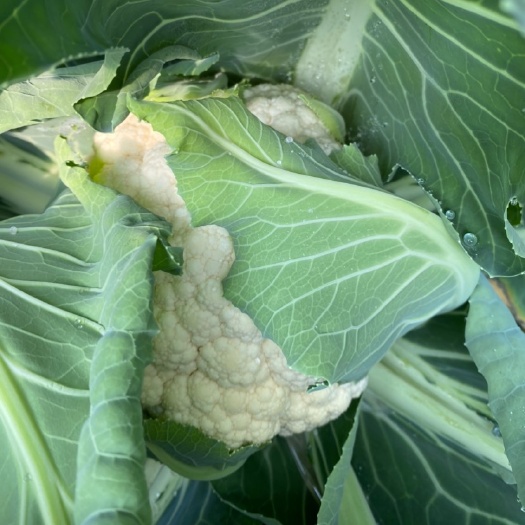 南通白花菜花 85天 有机花菜小米粒 面白无毛