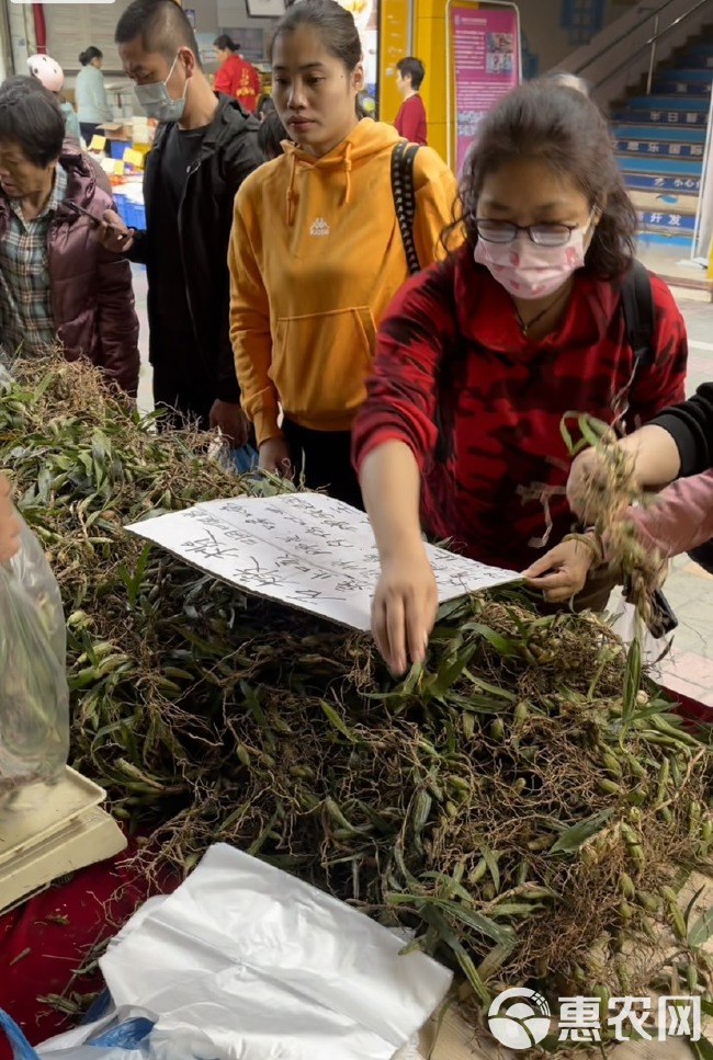 石橄榄。云南双叶大果，果上开叶，不苦叶长，煲汤补好品