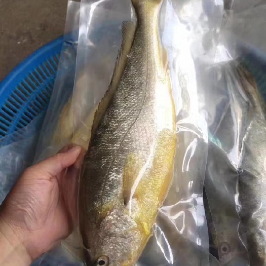 海阳市海捕大黄花鱼  大黄鱼