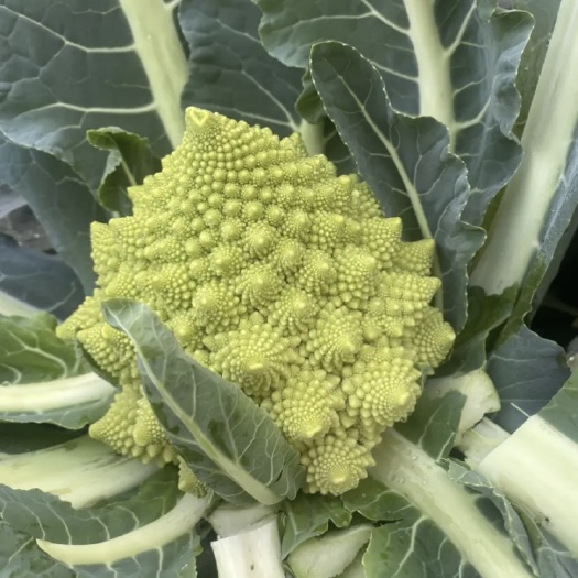 沛县宝塔菜花 产地直销 多年种植经验 质量有保证