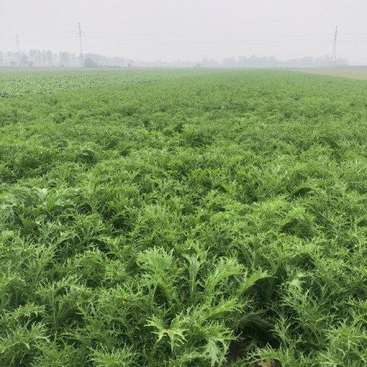 天门市雪里红芥菜大量上市！市场货电商货工厂货都有！欢迎前来考察洽谈