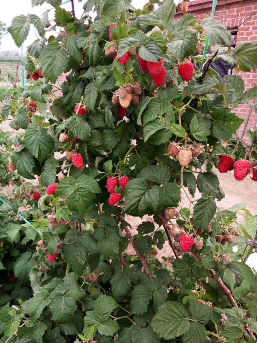 白山树莓苗 红树莓苗 双季树莓苗 盆栽地栽南方北方均可种植