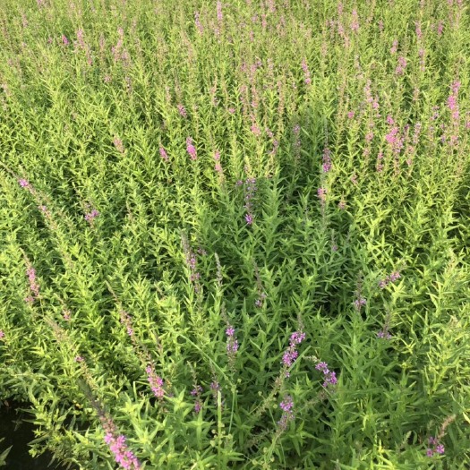 安新县 千屈菜