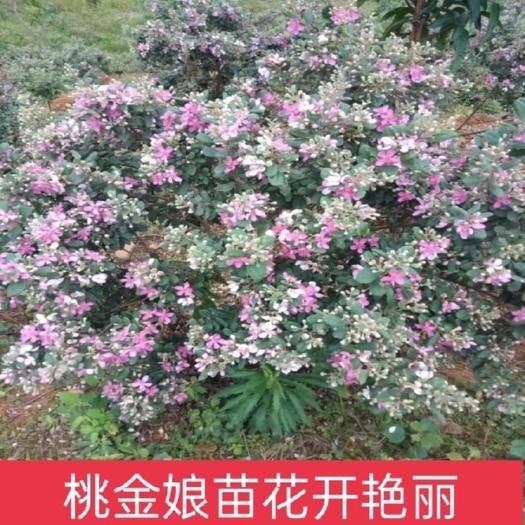 灵山县桃金娘苗 桃金娘捻子树苗别墅庭院四季种植开花树盘栽