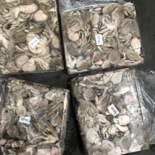 福州 印度章鱼大量到货，