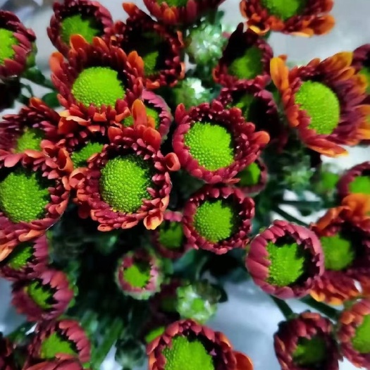 广州广州基地小菊花 雏菊