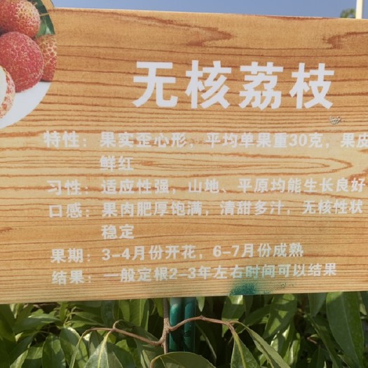 灵山县 无核荔枝苗