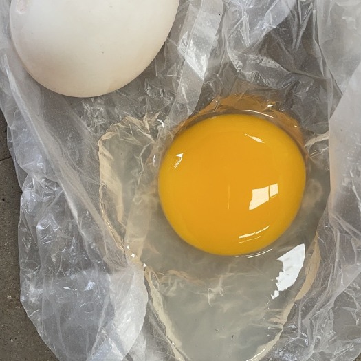 安新县白鸭蛋 新鲜破蛋，食品加工厂上等用料，质量保证