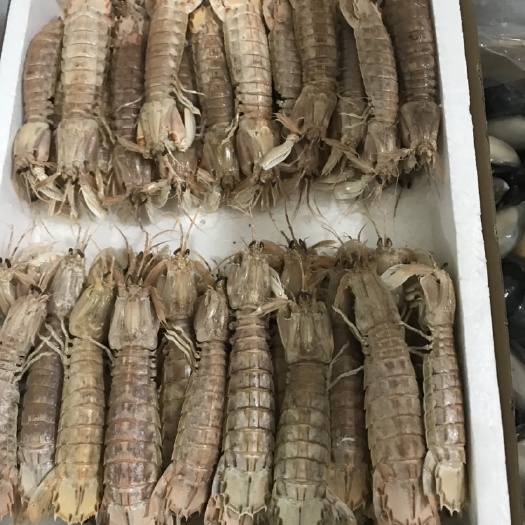 连云港熟冻皮皮虾，满肉，个头鲜颜，新日期