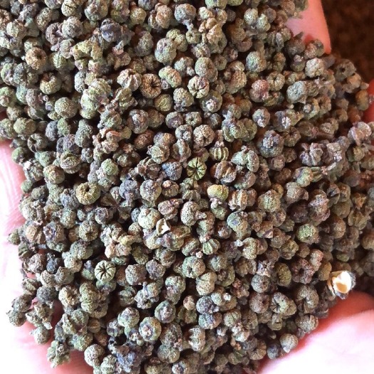 罗城县广西小颗粒吴茱萸