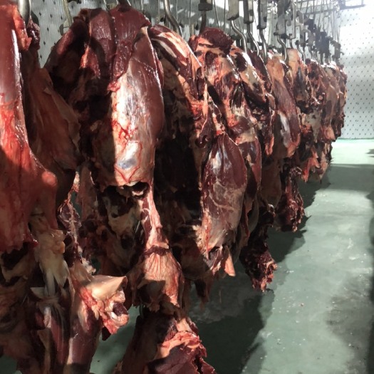 商河县牛肉类 新鲜黄牛肉