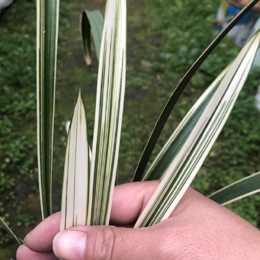 南靖县 建兰瓷白艺  高级瓷白艺