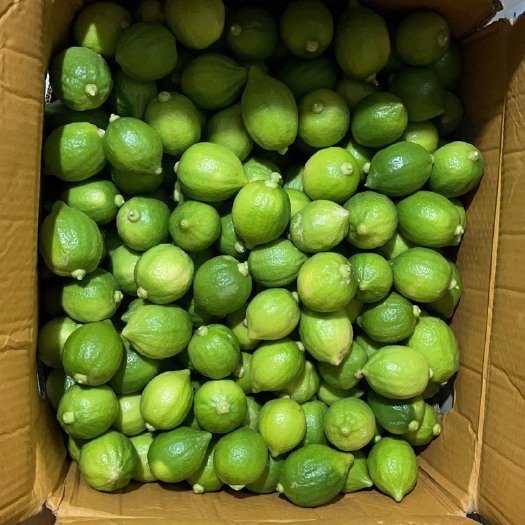 东莞市香水柠檬，价格便宜，现摘现发