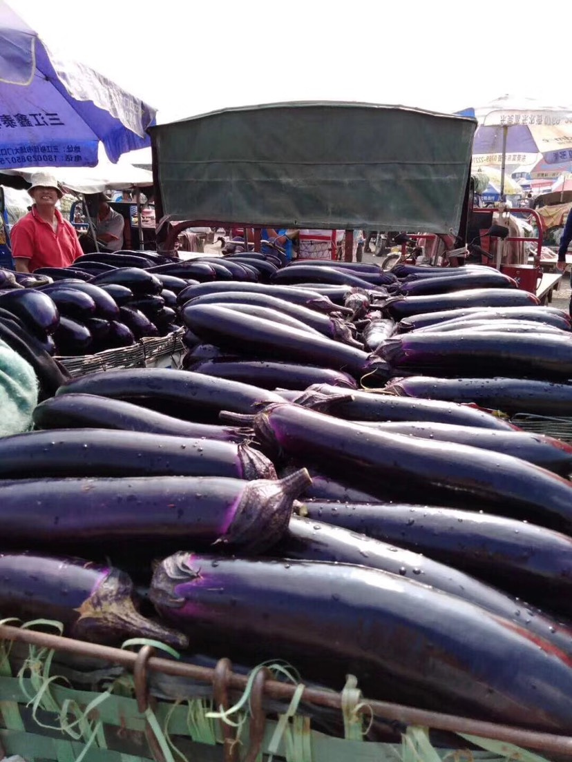 广东惠州产地直销。￼嫁中茄。 嫁接烧烤茄