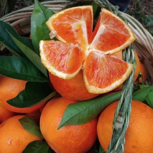 塔罗科血橙 橙子,血橙
