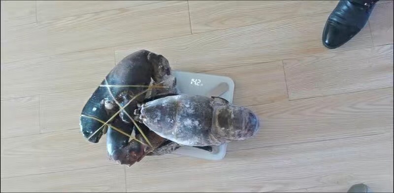 柳州波士顿龙虾 冰鲜波士顿大龙虾冰冻大龙虾大波龙海鲜食材