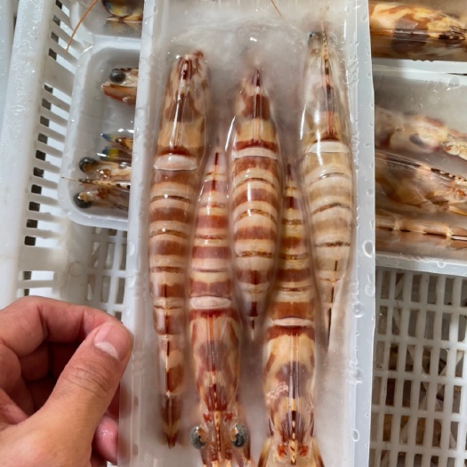 东山县斑节虾 竹节虾 深海大虾
