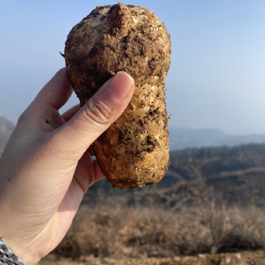 黄天麻 昭通小草坝新鲜天麻乌天麻 产地批发 可一件代发