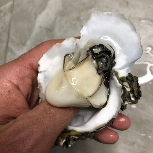 湛江 非粉肉蚝 台山生蚝批发 湛江海鲜水产牡蛎贝类 烧烤地摊生蚝
