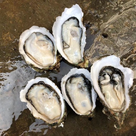 湛江 脆肉湛江生蚝 乳山牡蛎中大蚝海鲜水产贝壳批发 产地直销