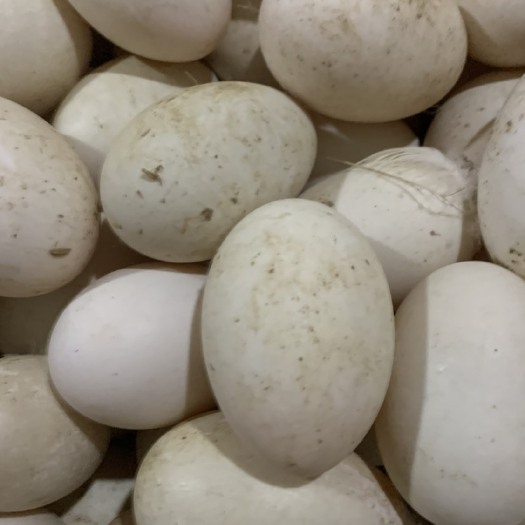 泰安白鸭蛋  鹅蛋，双黄鹅蛋，双黄鸭蛋，精纹蛋，散黄蛋，雁鹅蛋，盒装雁鹅蛋