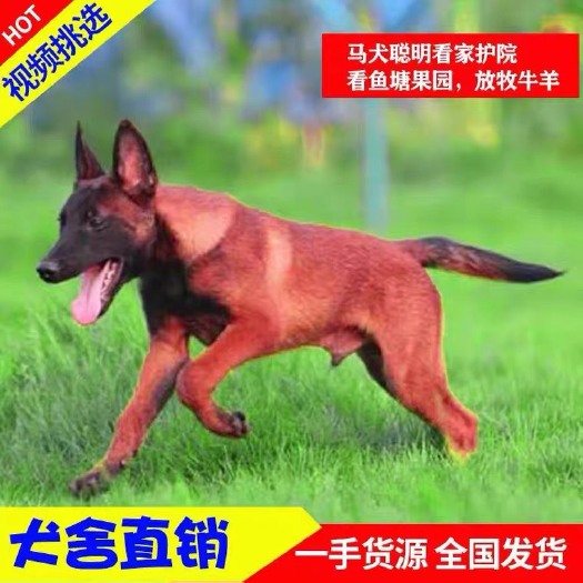 嘉祥县牧羊犬   马犬幼犬纯种活体军犬警犬大型看家护院犬爆红