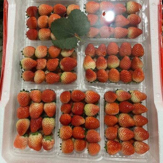徐州精品奶油草莓