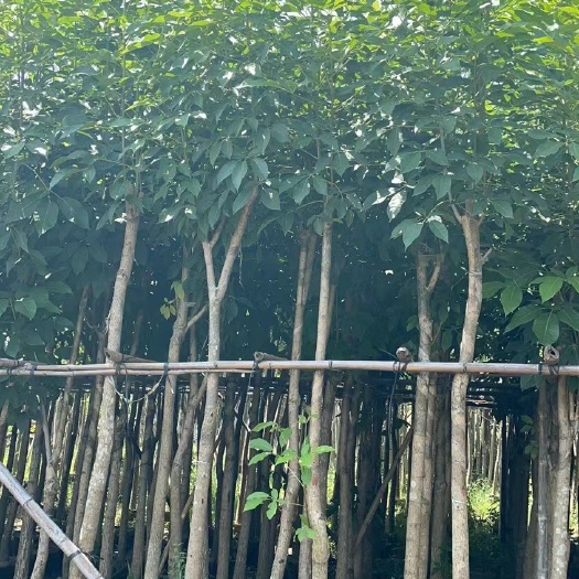 普宁市洋红风铃木  红风铃木 5-20分