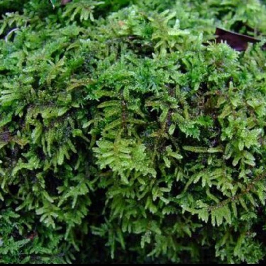长沙青苔 苔藓
