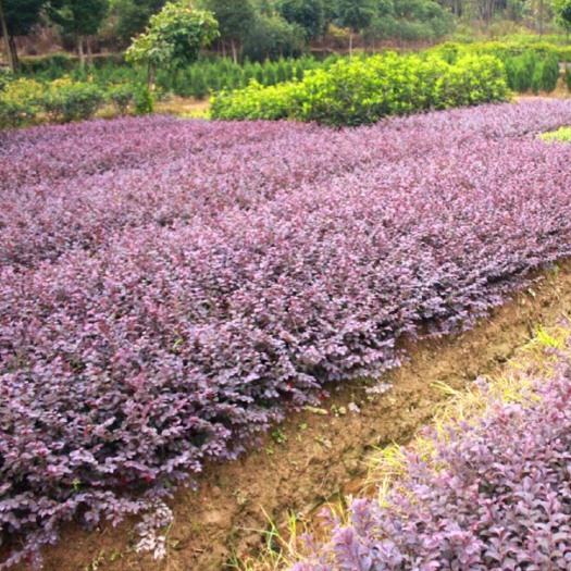 舒城县双面红 红花檵木苗
