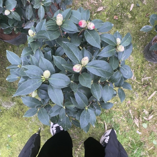 漳平市 中等23杯赤丹