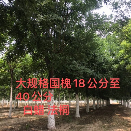 精品国槐18公分20公分25公分国槐三年帽精品国槐