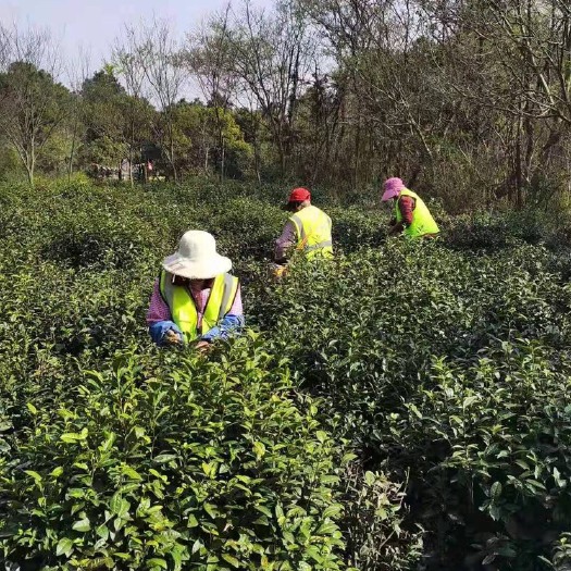 南京碧螺春 1000亩茶园 2000平加工厂 主营绿茶 红茶