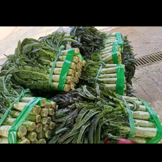 桂林红叶莴笋 紫叶莴苣