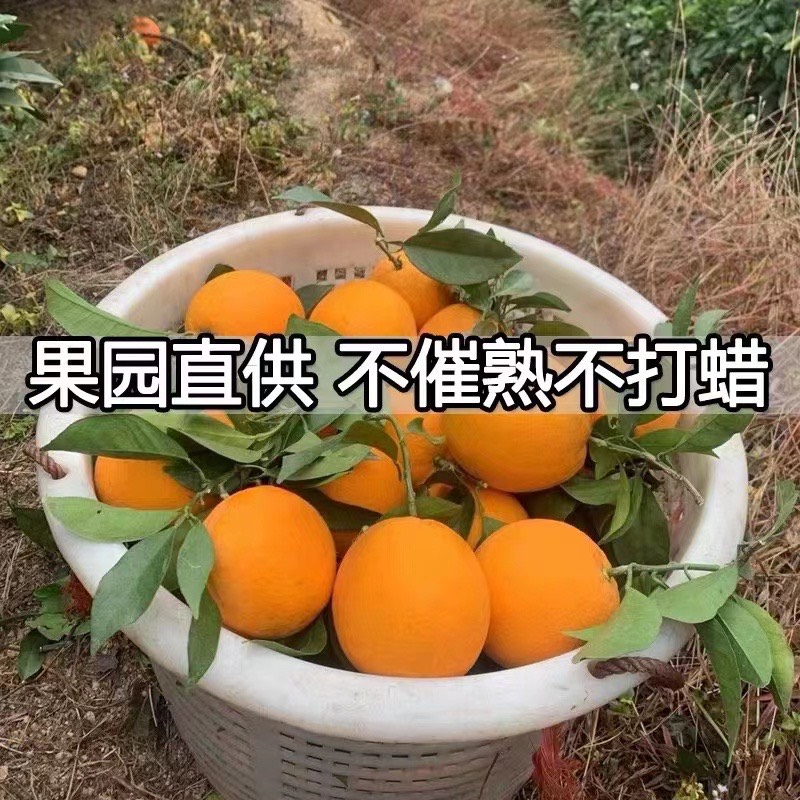 纽荷尔脐橙  橙子 正宗赣南脐橙