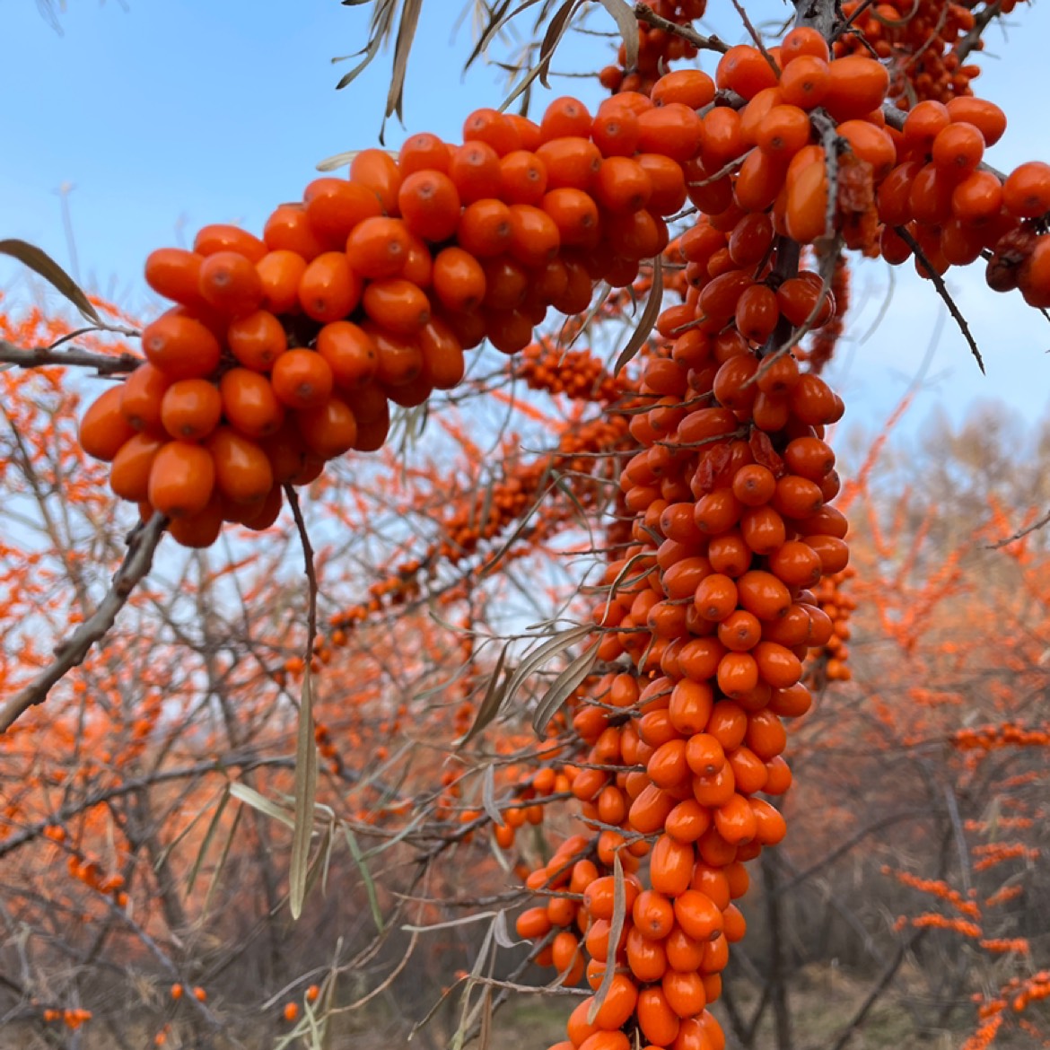 深秋红沙棘果大果果粒饱满纯野生天然成熟