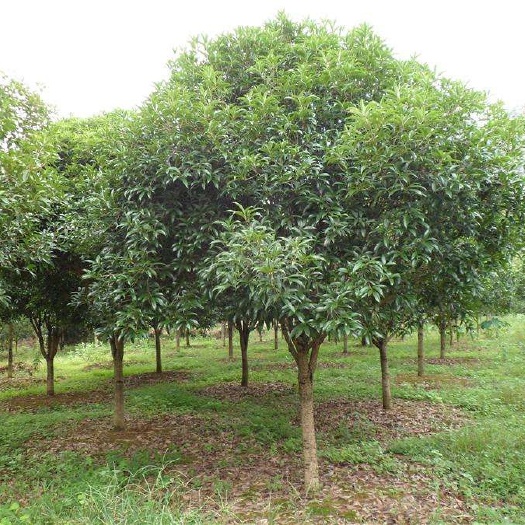 濉溪县 桂花树200棵，金桂银桂都有