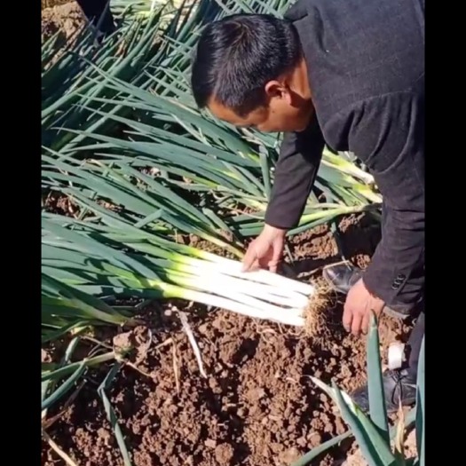 启东市 江苏铁杆大葱