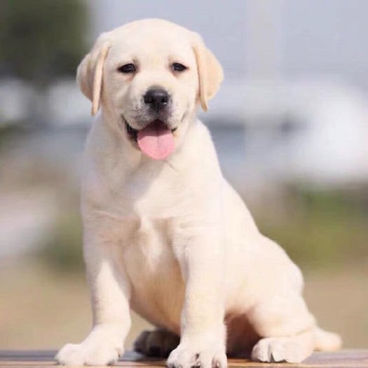 嘉祥县 CKU会员犬舍纯种拉布拉多犬幼犬活体宠物狗赛级犬双血统金毛幼