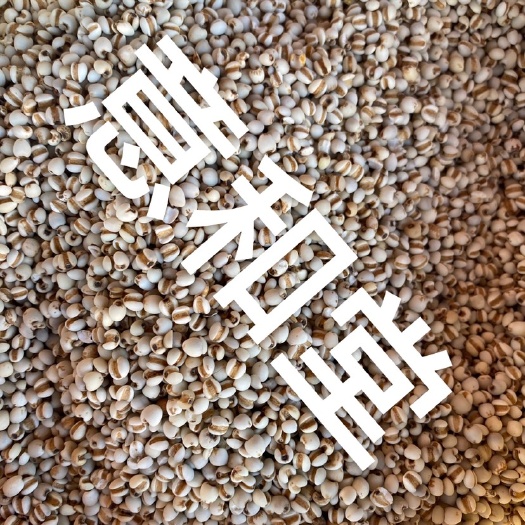 亳州中药材薏米仁 货品质量保证 批发各种中药材
