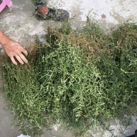 云南百花蛇舌草