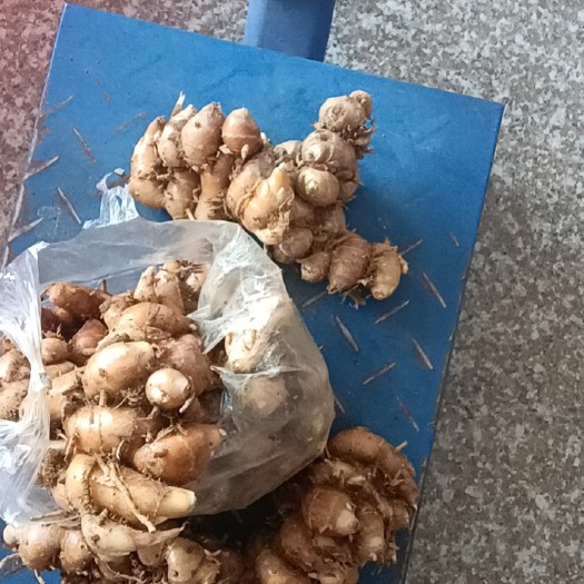 高州市广东茂名高州优质沙姜大量现货供应