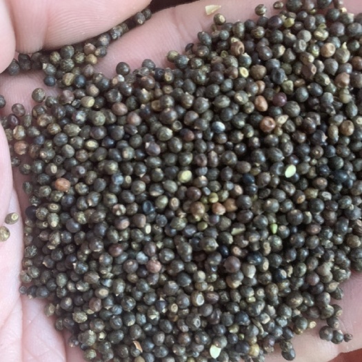 全州县小叶红皮千斤拔种子，自有基地采摘新鲜饱满种子，发芽率高