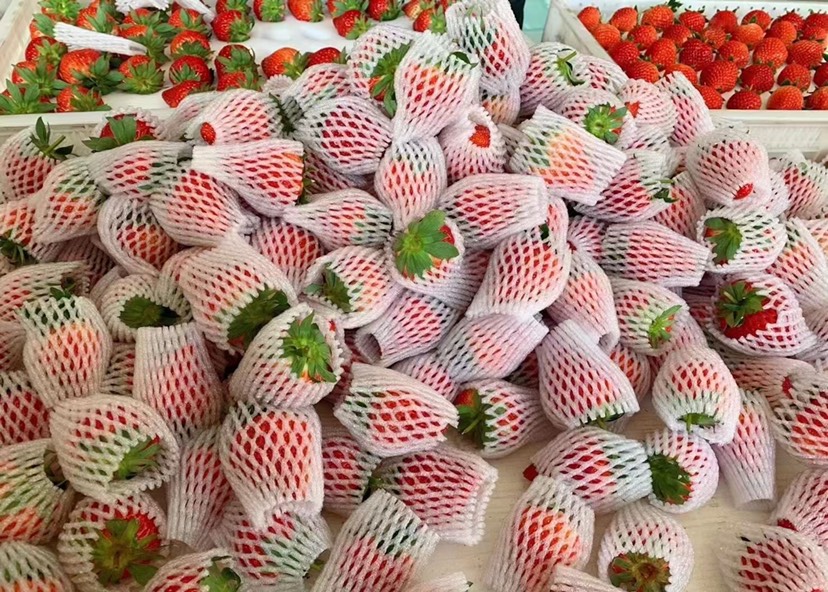 自家红颜草莓 东港九九草莓自己家大棚产地直销，现摘现发
