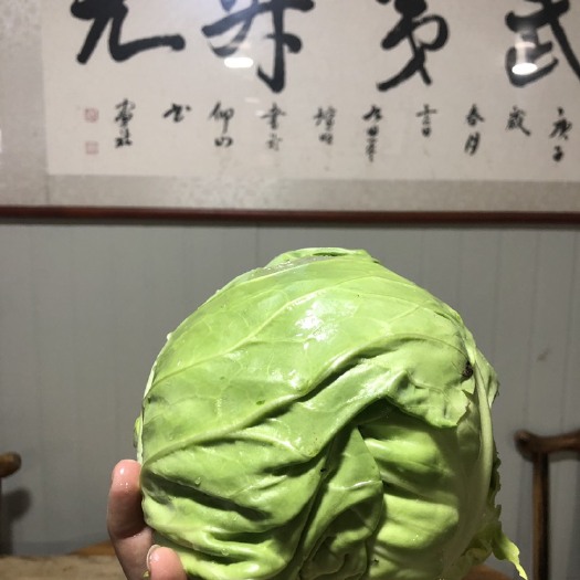 光泽县圆包菜 武夷山脉的生态甘蓝包菜