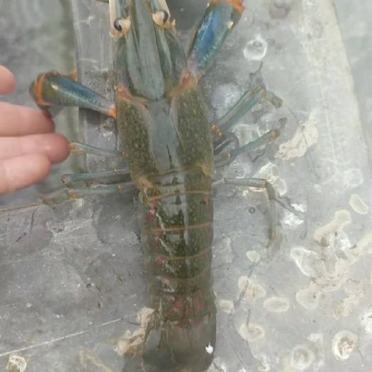 广州澳洲龙虾 澳洲蓝龙小龙虾